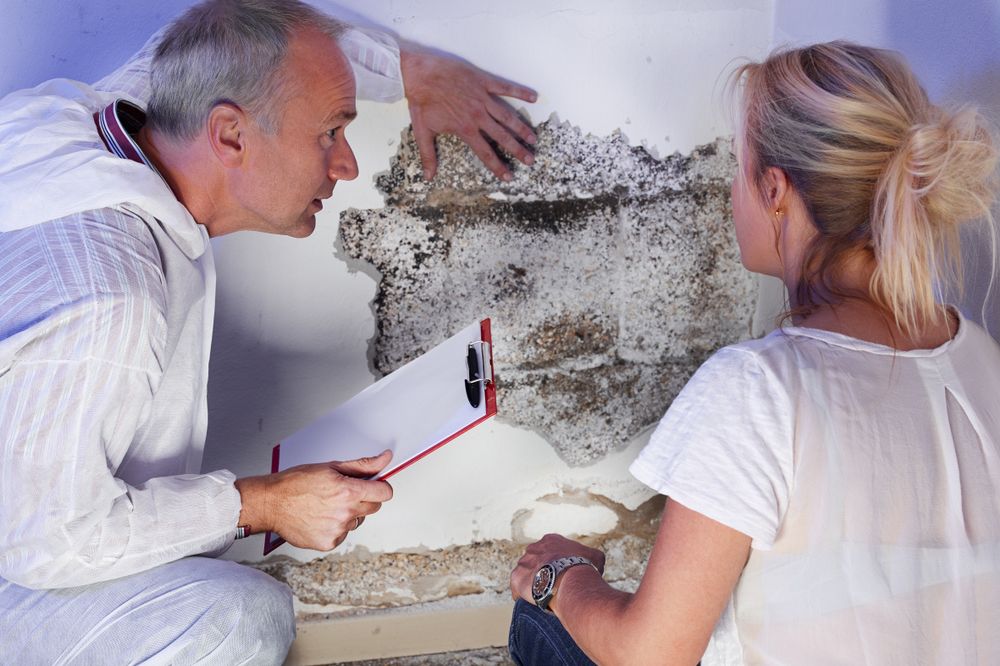 Is House Mold Covered by Your Homeowners Insurance?