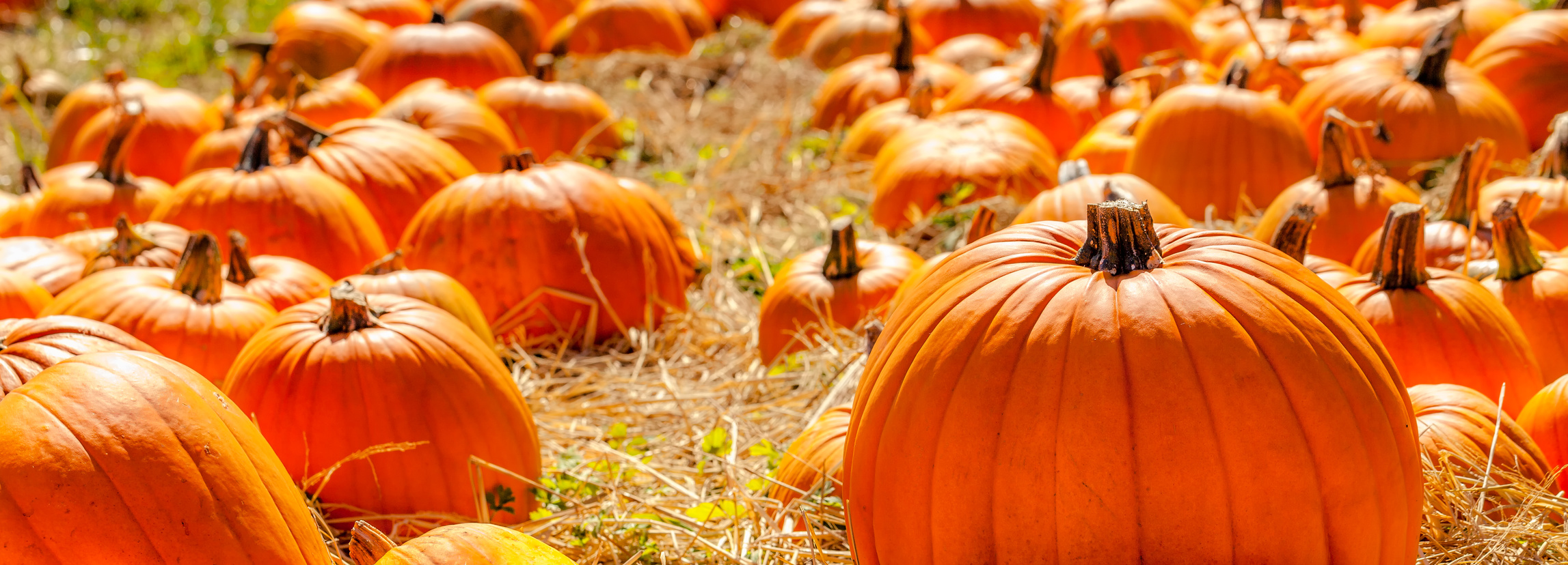 Best Pumpkin Patches On The North Fork!