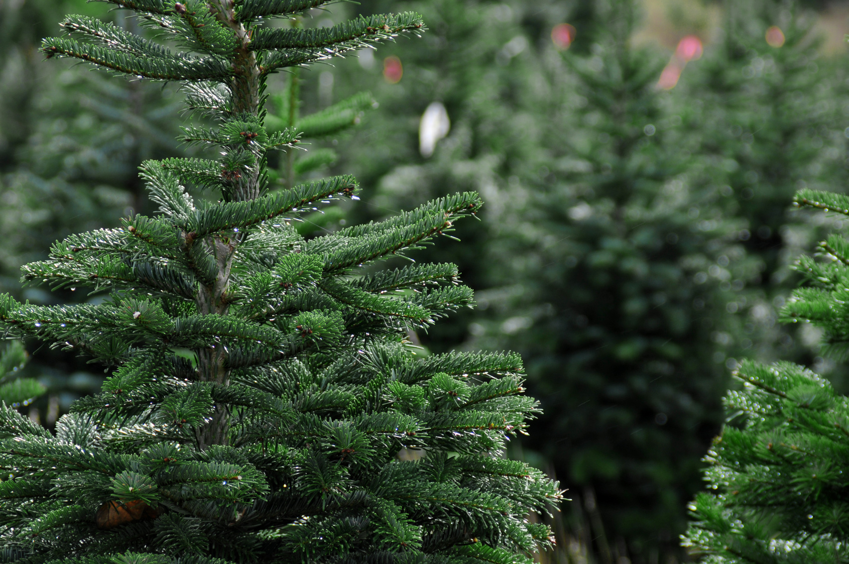 Find Your Perfect Tree at These North Fork Christmas Tree Lots!