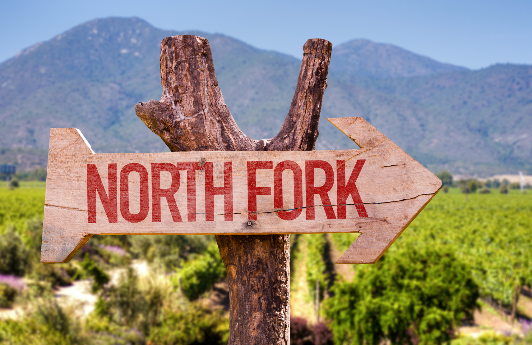 Spend A Day Enjoying These Local North Fork Wineries!