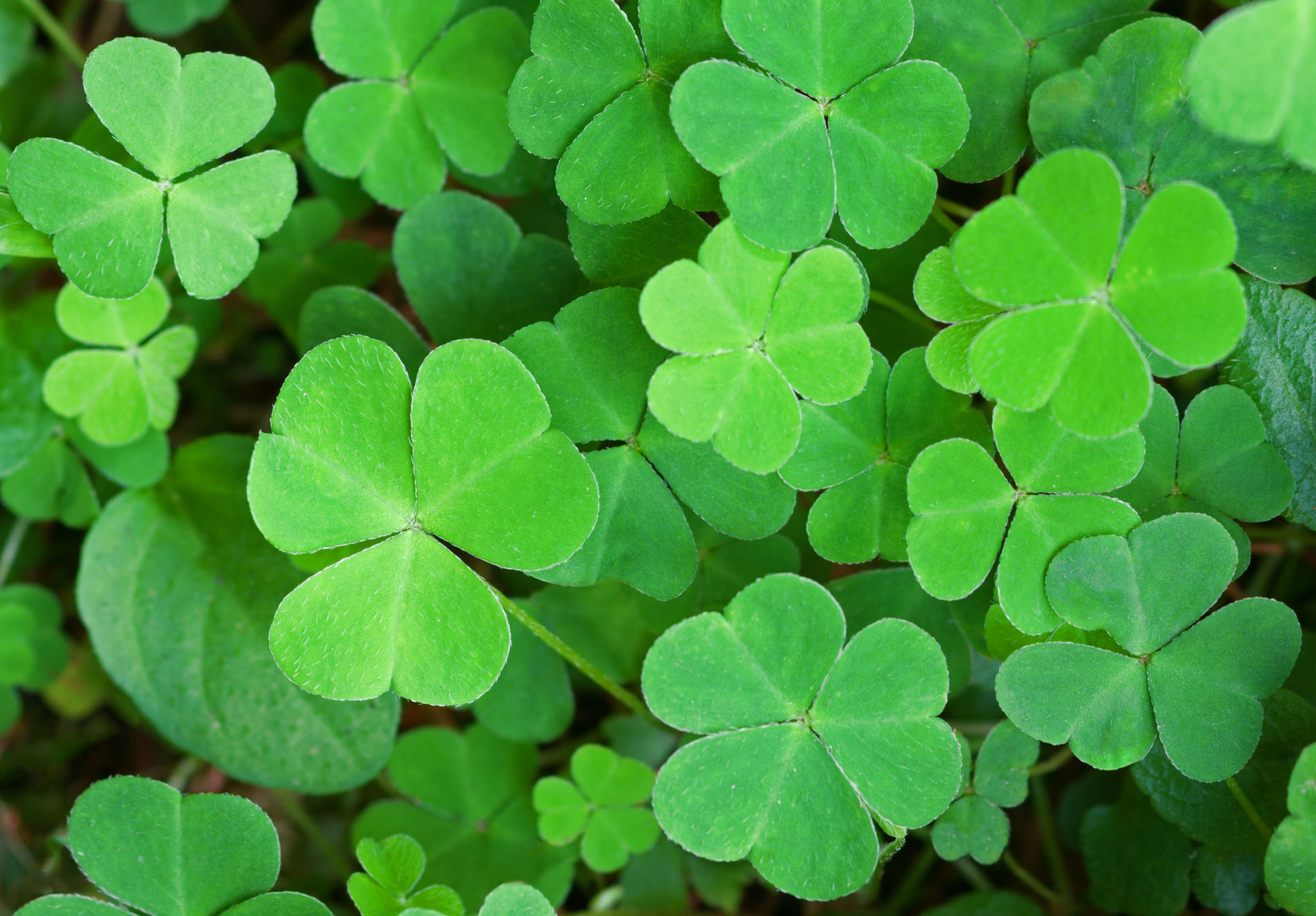 Celebrate St. Patrick's Day With Local Events On The North Fork