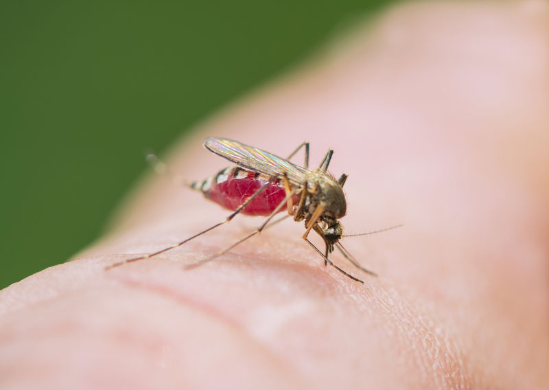 Avoid Mosquitos With These Tips to Reduce Your Risk of Bug Bites