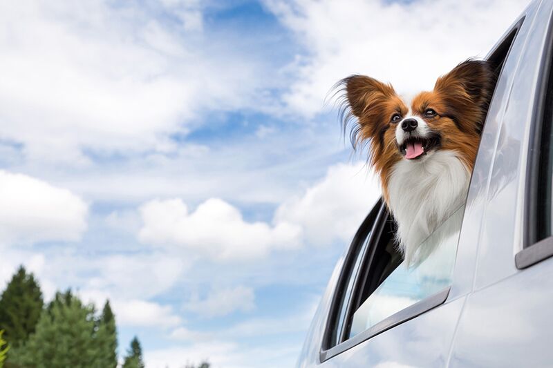 Car Safety Tips for Your Dog