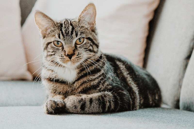 Why You Should Secure Pet Insurance for Your Indoor Cat